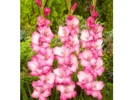 Гладиол/ Gladiolus large-flowered  'Fado' 12/14 - 1 бр.