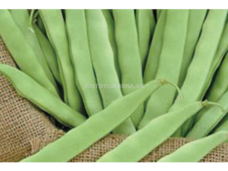 Семена зелен фасул Джина - 25 кг (лв/кг)