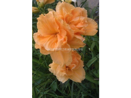 Хемерокалис / Hemerocallis Hemerocallis Double Dream / 1 бр