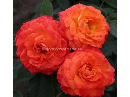 Роза Feurio (Хибридна роза) - Kordes - 1 брой