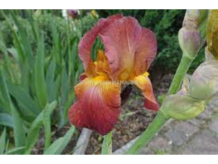 Ирис /Iris Germanica Red / Yellow/ 1 оп-1 бр