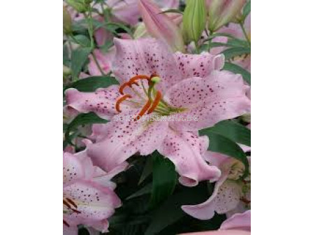 Лилиум - Lilium oriental 'Curly Sue' - 1 бр