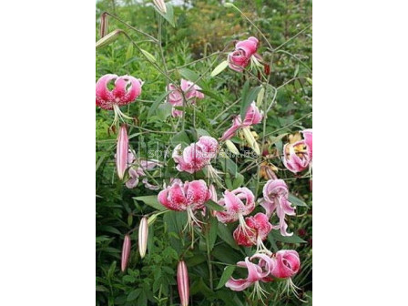 Лилиум - Lilium species var. rubrum 'Uchida' - 1 бр