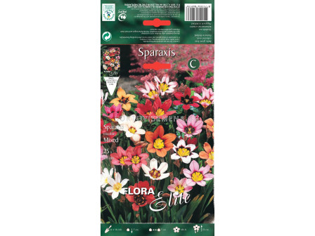 Арлекиново цвете - Sparaxis tricolor mixed - 25 бр