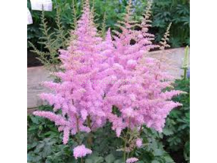 Астилбе / Astilbe Eden's Odysee / 1 бр