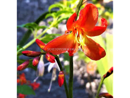 Крокосмия /Crocosmia 'Princess'/