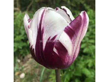 Лале /Tulip 'Flaming Prince'/ 1 бр