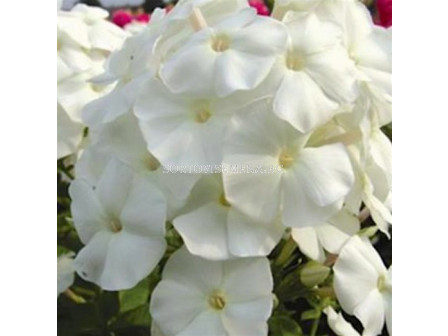 Флокс - Phlox Pina Colada - 1 бр