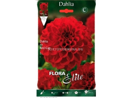 Далия (Dahlia) Red Cap