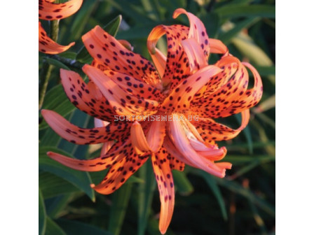 Лилиум/ LANCIFOLIUM LILIUM Florе Plenо 14/16 - 1 бр.