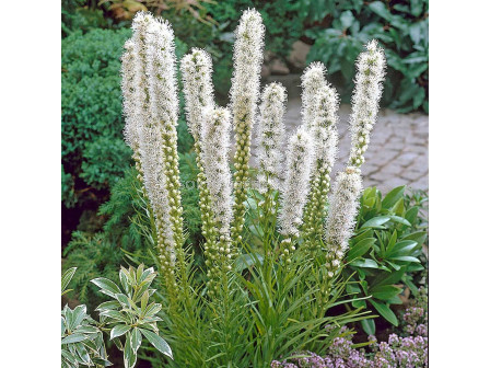 Лиатрис /Liatris spicata 'Floristan Alba'/ 1 бр