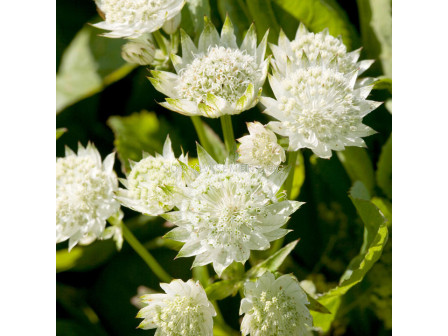 Астранция /Astrantia White/ 1 бр