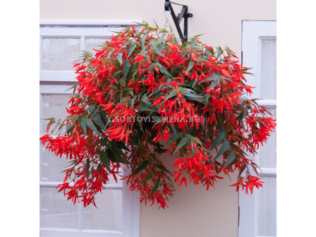 Бегония / Begonia boliviensis 'Santa Cruz' / 1 бр