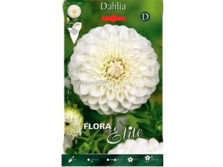 Далия White Aster