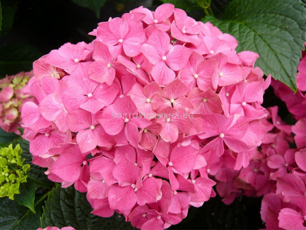 Хортензия розова -  Hydrangea Macrophylla Pink - 1бр.