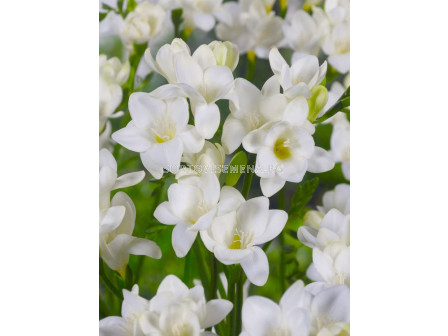 Фрезия бяла/ Freesia single white - 1 бр.
