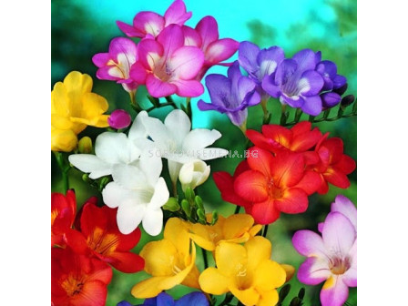 Фрезии - микс 100бр - Freesia - mix 100 pieces