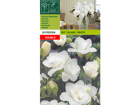 фрезии Кичести - бели 20бр - Freesia Kichesti - white 20 pieces