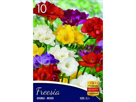 Фрезии Кичести Микс - Freesia Kichesti Mix