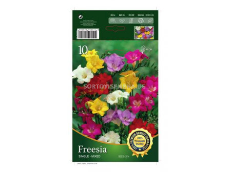 Фрезии Микс- 10 бр - Freesia Mix - 10 pieces 