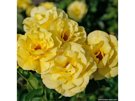 Роза Friesia (флорибунда) - Kordes - 1 брой