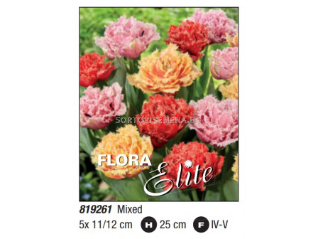 Лале/ Tulipa fringed double Mixed - Пакет: 1 оп. -  5 бр.