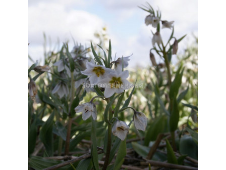 Фритилария /Fritillaria bucharica 'Giant'/ 1 бр