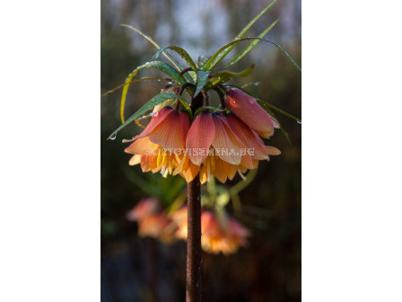 Фритилария /Fritillaria 'Early Charm''/ 1 бр