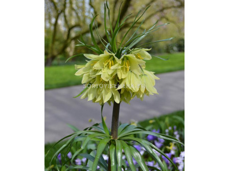 Фритилария /Fritillaria Raddeana/ 1 бр