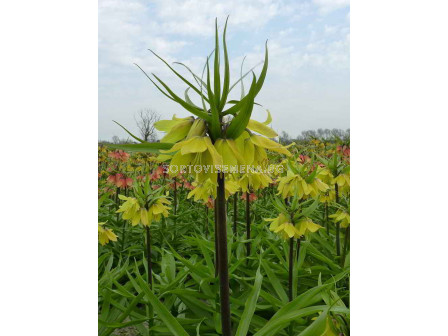 Фритилария / Fritillaria 'Early Sensation' / 1 бр