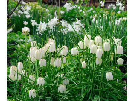 Фритилария / Fritillaria meleagris Alba/ 1 бр