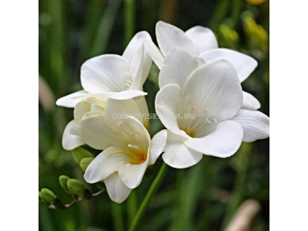 Фрезия Бяла - Freesia White