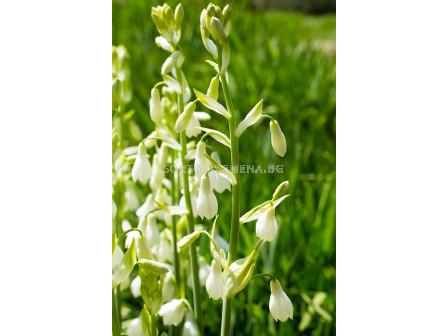 Летен зюмбюл/ Galtonia candicans- 1 бр