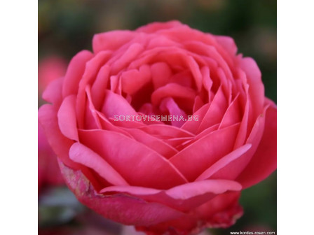 Роза Gartenprinzessin Marie-José (флорибунда) серия Parfuma-Kordes- 1 брой