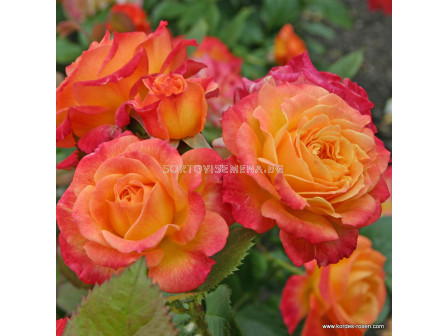 Роза Gartenspaß - 1 брой