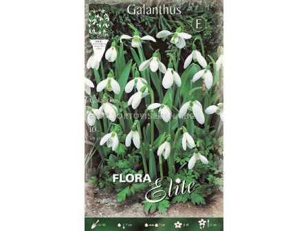 Кокиче Galanthus Elwesii 