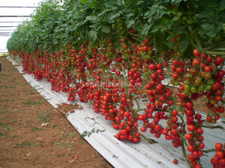 Семена чери домати GENIO F1 ZKI- 1000 семена