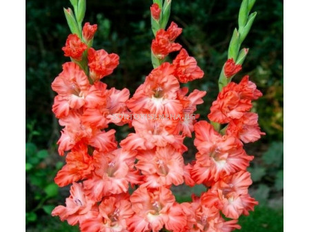 Гладиол Ted's Frizzle - Gladiolus large-flowered Ted's Frizzle - 1бр.