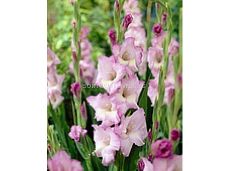 гладиол Belladonna - gladiolus Belladonna