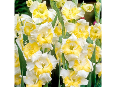 гладиол Buggy - gladiolus Buggy