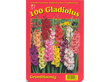 Гладиоли (Gladiolus) - Mix 100 