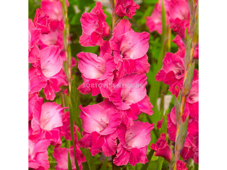 Гладиол /Gladiolus  Fairytale Pink /1 бр