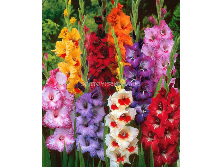 Гладиоли Микс LSCH - Gladioli Mix LSCH 