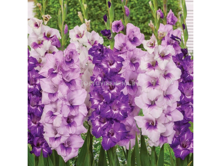 Гладиоли микс в лилаво - Gladiolus Varicoloured / Purple - 20 бр.