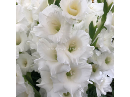 Гладиол Mount Everest/ Gladiolus large-flowered Mount Everest - 1 бр.
