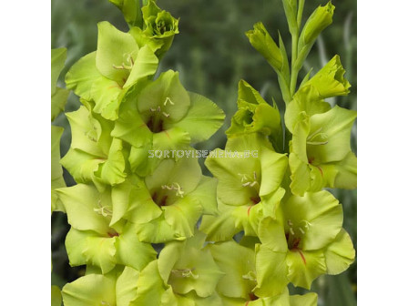 Гладиол Prima Verde - Gladiolus large-flowered  'Prima Verde'