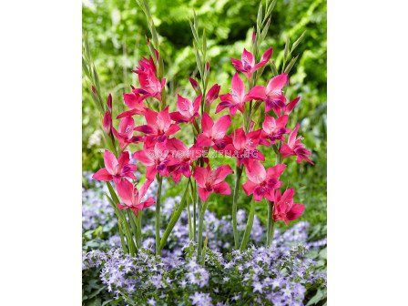 Гладиол Vulcano' - Gladiolus ramosus 'Vulcano' - 1бр