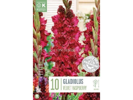Гладиол Velvet Raspberry/ Gladiolus large-flowered Velvet Raspberry - 1 бр.