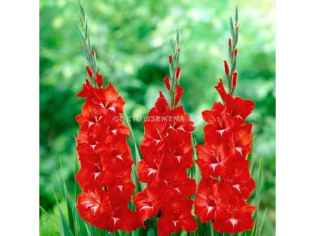 Гладиоли Трейдърхорн / Traderhorn Gladiolus / 1 бр 