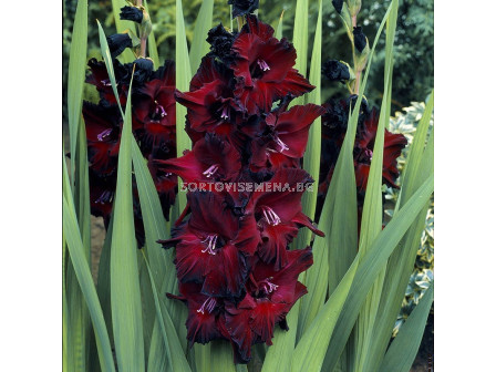 Гладиол /Gladiolus  'Black Sea'/ 